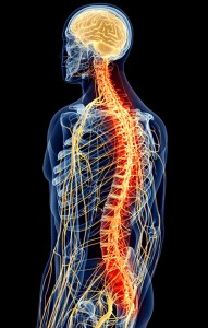 medically accurate illustration - painful spine